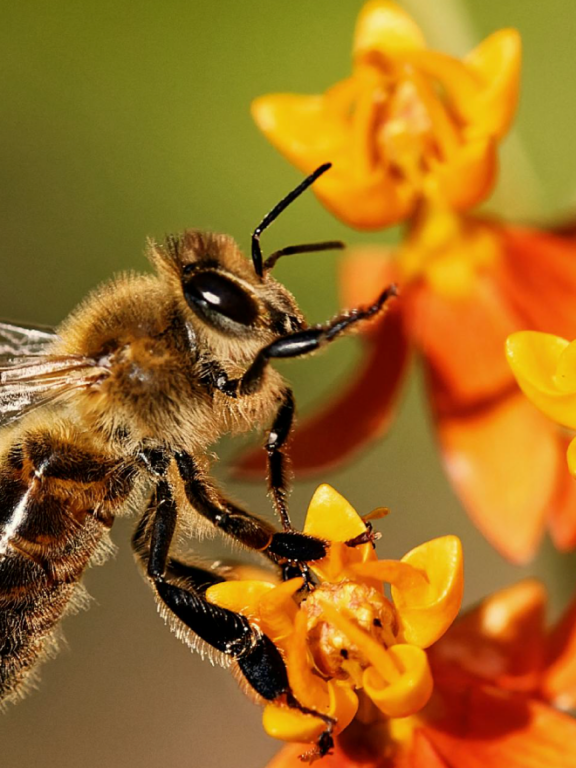 Why Biodiversity Matters for Fashion and Design Businesses